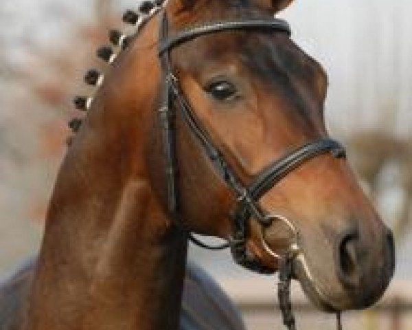 stallion Queensberry (Oldenburg, 2008, from Quaterback)