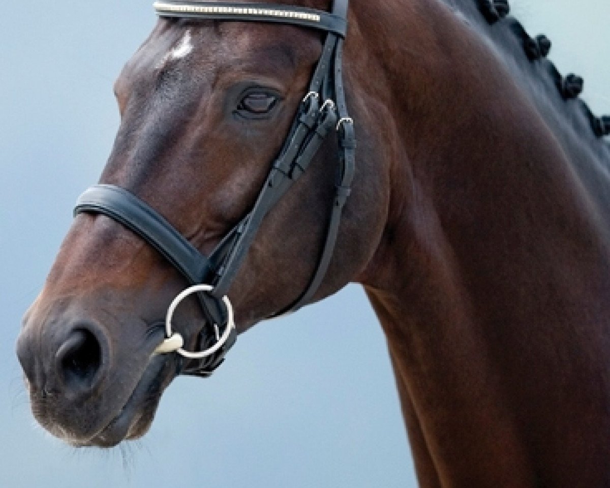stallion Lancet 2 (Hanoverian, 1993, from Wenzel I)
