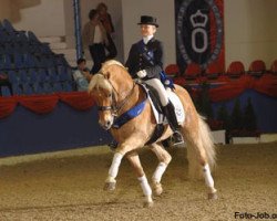 Deckhengst Nebos I (3,125% ox) (Edelbluthaflinger, 1995, von Nastral)
