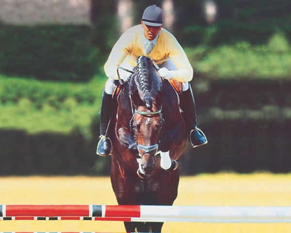 Deckhengst Goodman (Hannoveraner, 1994, von Graf Grannus)
