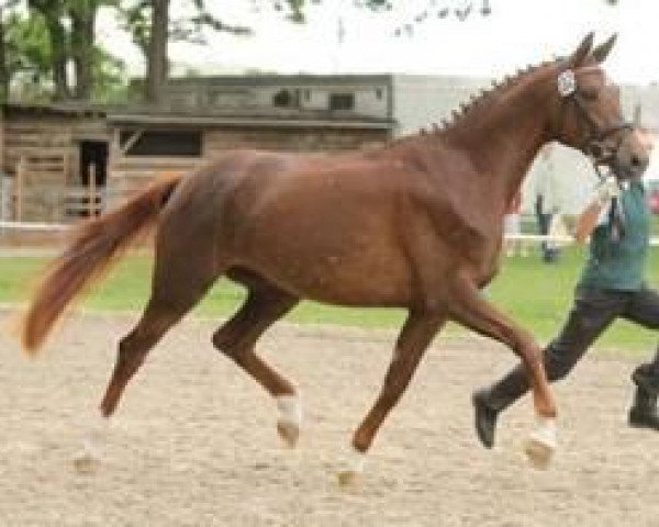 broodmare Flying Fantasy (German Sport Horse, 2009, from Quaterback)