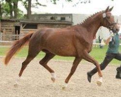 broodmare Flying Fantasy (German Sport Horse, 2009, from Quaterback)