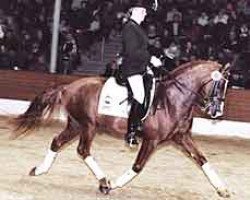 Deckhengst Branduardi M (Deutsches Reitpony, 1996, von Black Boy)