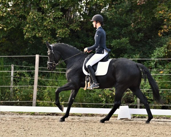 jumper Prinzessin (Oldenburg, 2017, from Finest)