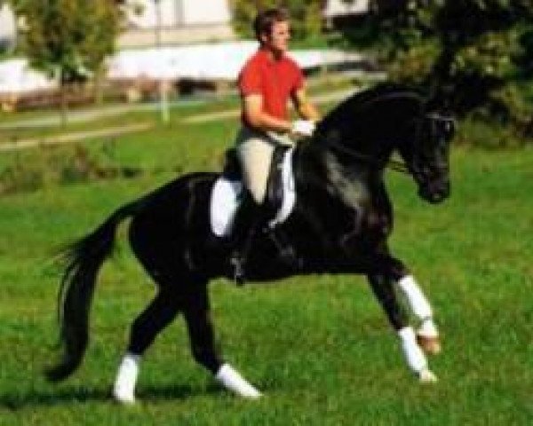 stallion Fürst Scheurenhof (Rhinelander, 2003, from Fürst Heinrich)