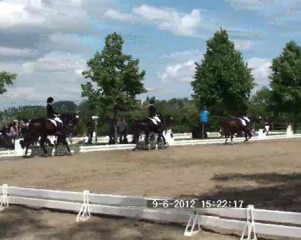 dressage horse Highlight Arabella (Hanoverian, 2006, from Hochadel)