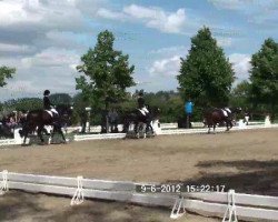 dressage horse Highlight Arabella (Hanoverian, 2006, from Hochadel)