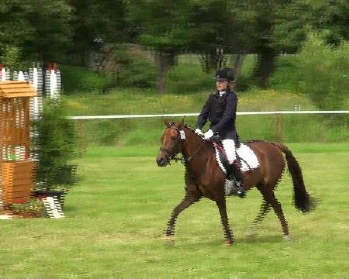 Zuchtstute Vicky (Schweres Warmblut, 1989, von Enzian 1424)