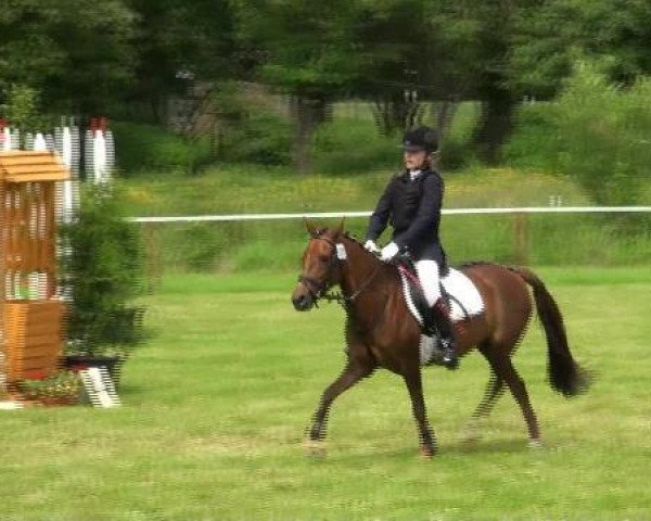 broodmare Vicky (Heavy Warmblood, 1989, from Enzian 1424) broodmare Vicky (Heavy Warmblood, 1989, from Enzian 1424)