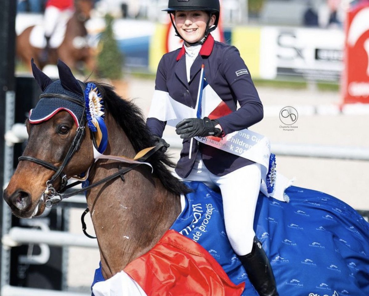 jumper Zingaro H (KWPN (Royal Dutch Sporthorse), 2004, from Numero Uno)