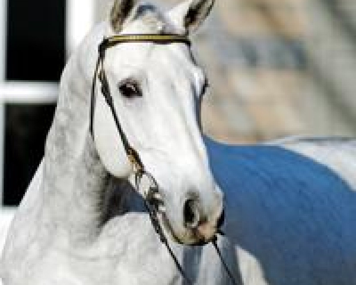 stallion Robertico (Hessian Warmblood, 1998, from Rodgau)