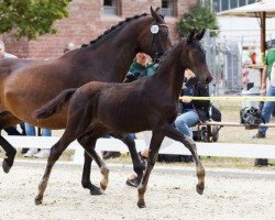 horse Burberry (Zweibrücken, 2016, from Bordeaux 28)