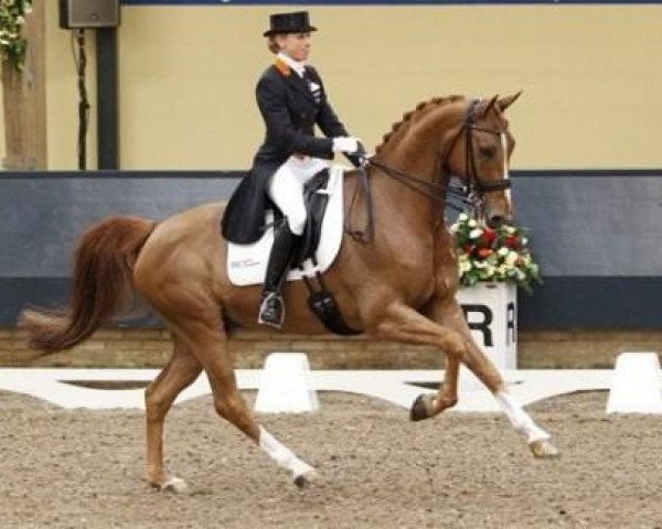 dressage horse BMC Miciano (Westphalian, 2001, from Medici)