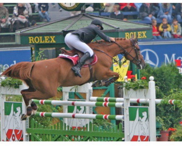 broodmare Sarah de Saint Pierre (Belgian Warmblood, 1995, from Skippy II)