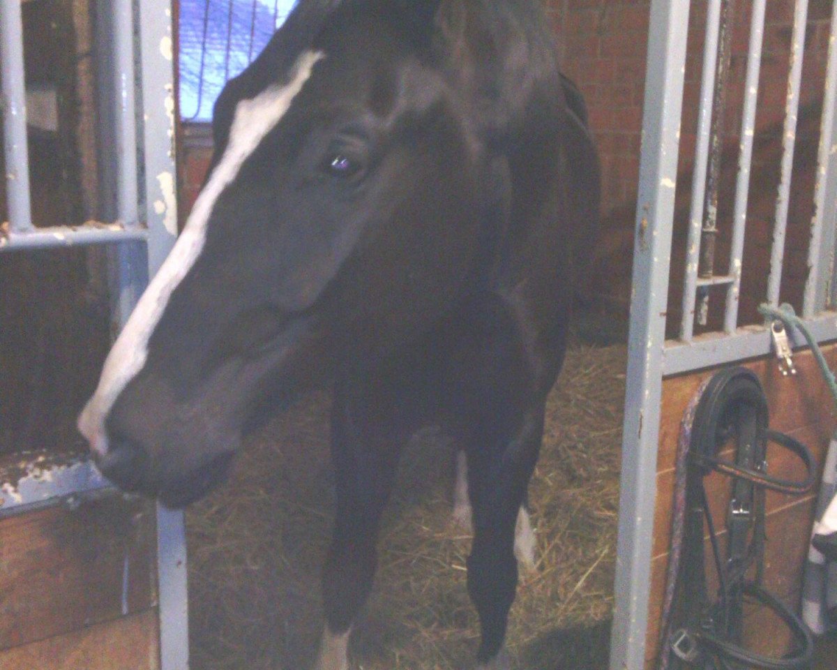horse Ronaldinho R (Hanoverian, 2006, from Rascalino)