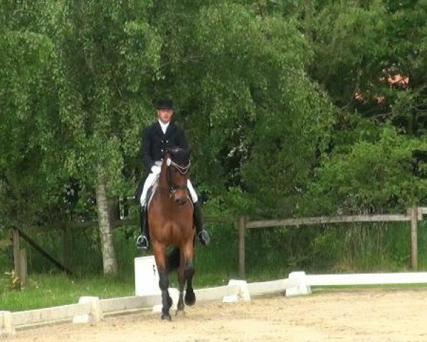 dressage horse Leroy 160 (Westphalian, 2000, from Lord Sinclair I)