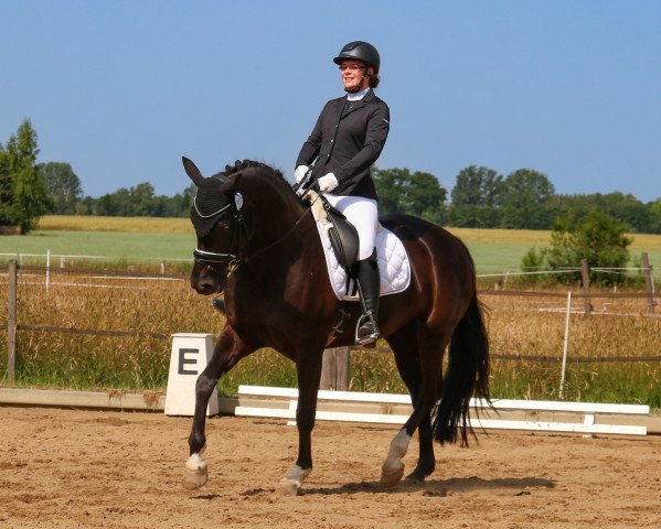 dressage horse Fürstenblume 2 (Oldenburg, 2013, from Fürst Romancier) dressage horse Fürstenblume 2 (Oldenburg, 2013, from Fürst Romancier)