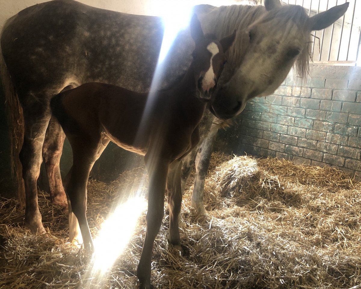 horse Manusch Audrey de Cologne (Holsteiner, 2022, from Million Dollar)