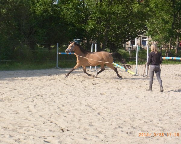 broodmare Mascarpone (German Riding Pony, 2008, from Montelino N)