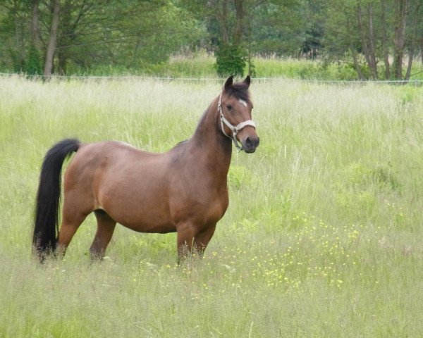 broodmare Nena (German Riding Pony, 1994, from Nepal) broodmare Nena (German Riding Pony, 1994, from Nepal)