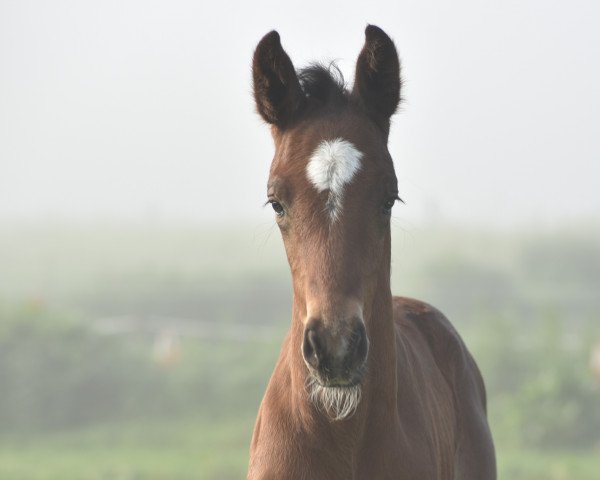 horse Forbrino (Mecklenburg, 2022, from Forlee)