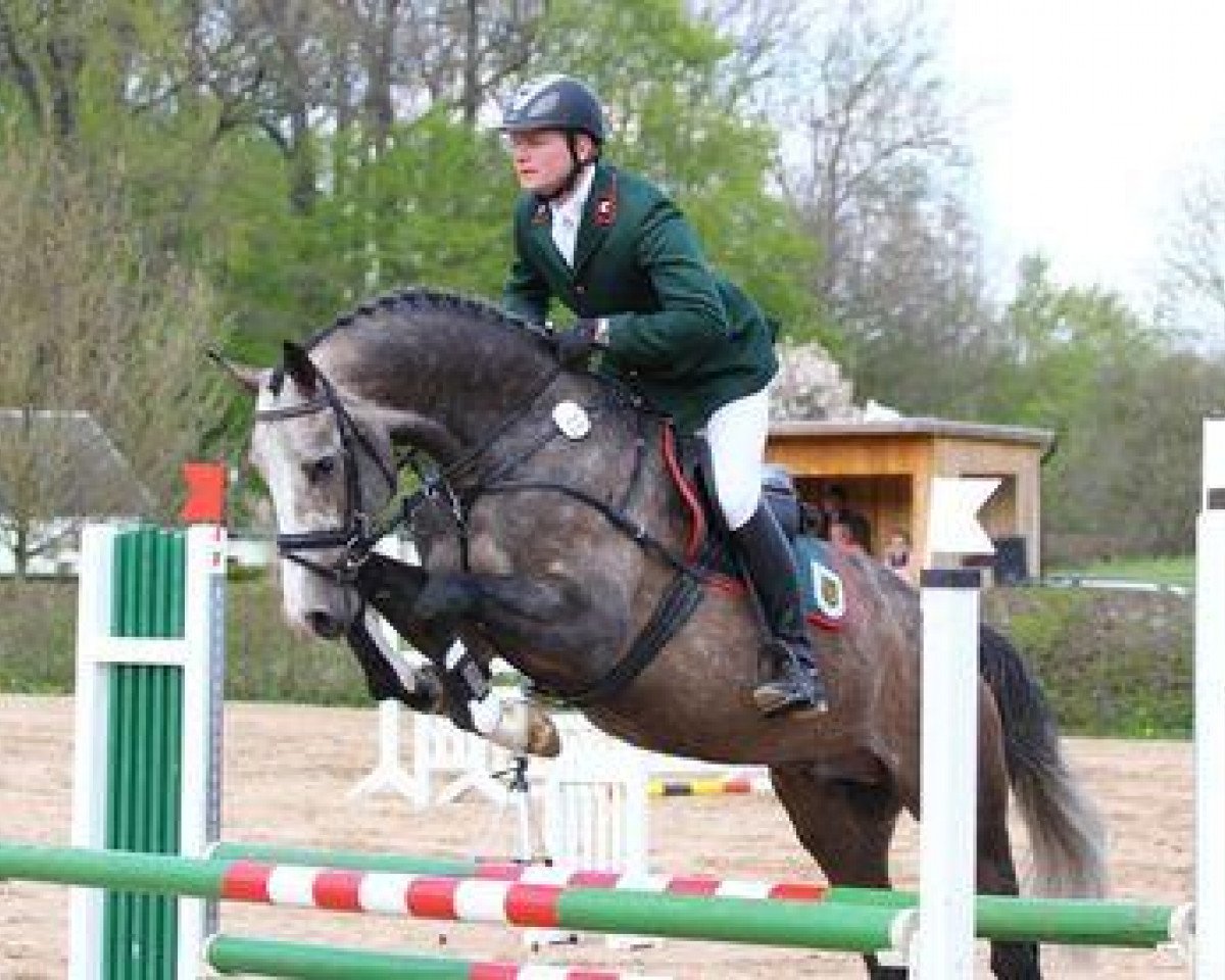 stallion Calibri (German Sport Horse, 2008, from Calido I)