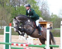 stallion Calibri (German Sport Horse, 2008, from Calido I)