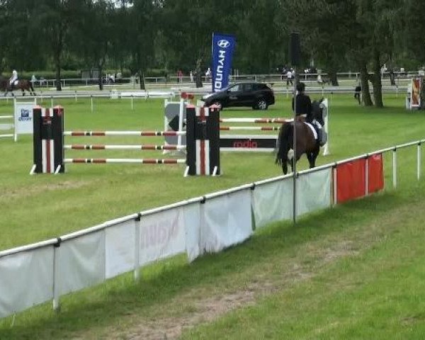 dressage horse Quintana 23 (German Sport Horse, 2004, from Quaterman I)