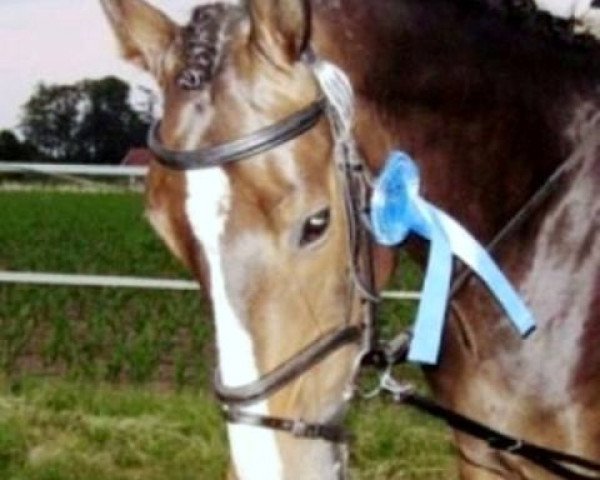 Springpferd pinot (KWPN (Niederländisches Warmblut), 2006, von Pino)