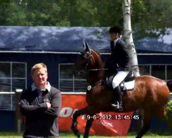 jumper Adlanteur (Hanoverian, 2000, from Adlantus As FRH)