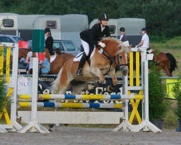 broodmare Anja (Haflinger, 2002, from Alban)