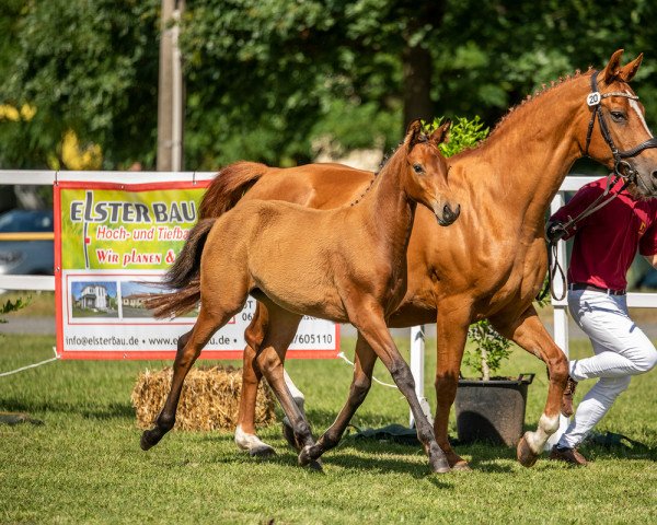 Pferd Walküre (Deutsches Sportpferd, 2022, von Landrebell)
