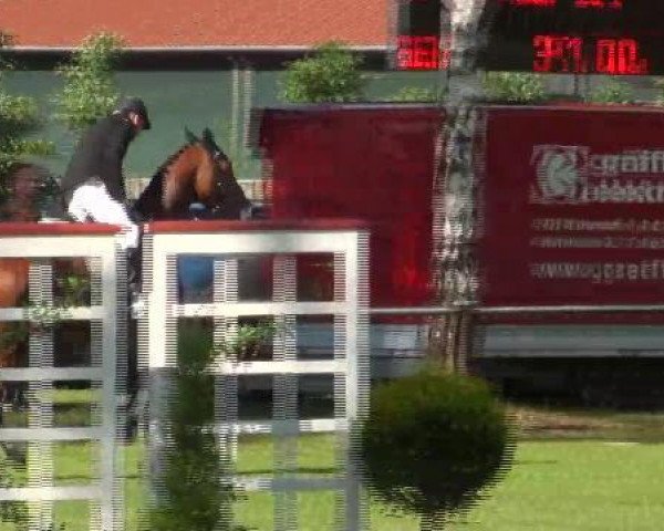 jumper La Gomera (Oldenburg show jumper, 2007, from Lordanos)