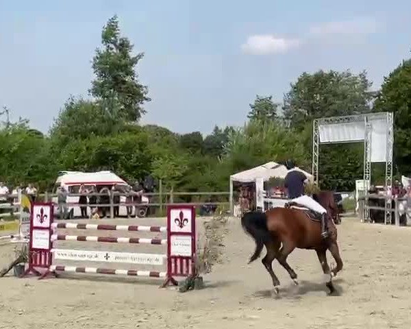 Video of Carlson vom Dach 9