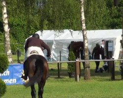 jumper Qualandra (Hanoverian, 2006, from Quidam's Rubin)