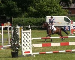 broodmare Cimba 15 (Westphalian, 2003, from Collin L)