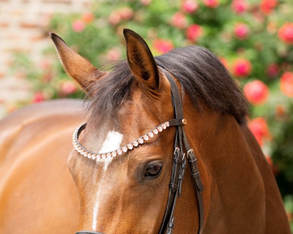 Dressurpferd Dancing on her own (KWPN (Niederländisches Warmblut), 2016, von Dark Pleasure)
