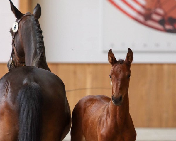 broodmare Catch me (Westphalian, 2022, from Chubakko)
