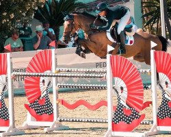 jumper Hurbie (KWPN (Royal Dutch Sporthorse), 2012, from Toulon)