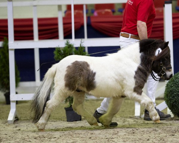 Deckhengst Niederbroks Hui-Buh (Shetland Pony (unter 87 cm), 2018, von Hummer van Stal Polderzicht) Deckhengst Niederbroks Hui-Buh (Shetland Pony (unter 87 cm), 2018, von Hummer van Stal Polderzicht)