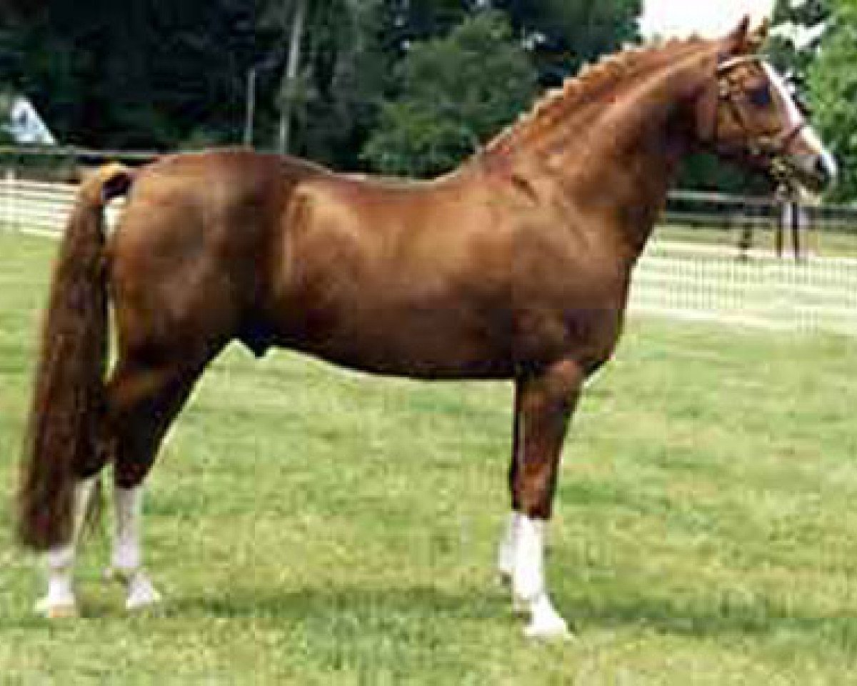 Deckhengst Principal Boy (Nederlands Welsh Ridepony, 1986, von Tetworth Crimson Lake)