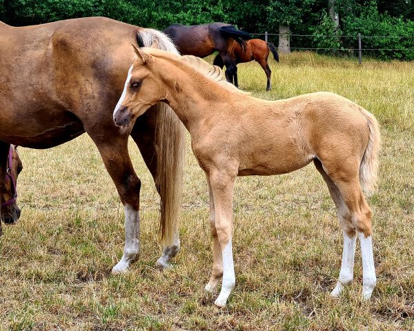 horse Ma Bella Una (German Riding Pony, 2022, from Fs Numero Uno)