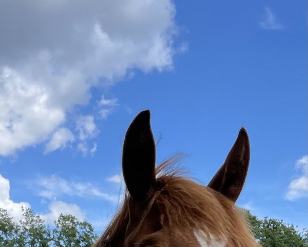 horse Fyorello (Hanoverian, 2021, from Fürst Toto)