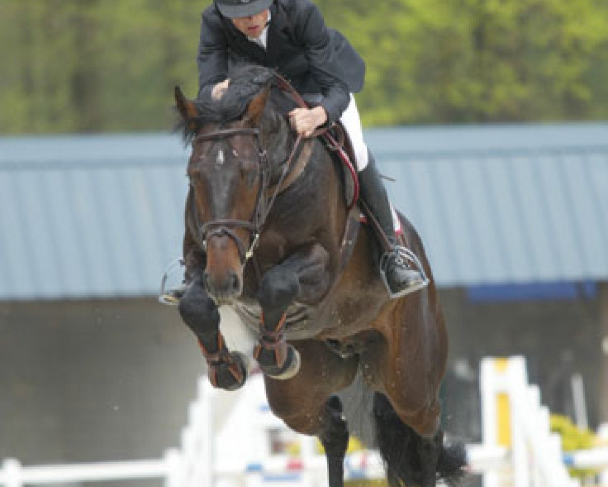 Deckhengst Calvaro van het Schoonhoudthof (Belgisches Warmblut, 2002, von Toulon)