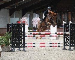jumper Ginger M Z (Zangersheide riding horse, 2016, from George Z)