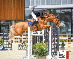 jumper Pandora van de Grenshoeve (Belgian Warmblood, 2015, from Action-Breaker)