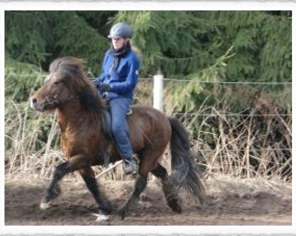 stallion Tonn fra Audsholtshjaleigu (Iceland Horse, 1997, from Óður frá Brún)