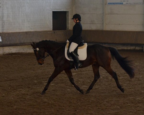 dressage horse Kamyk (Polish Warmblood, 2008, from Polonus)