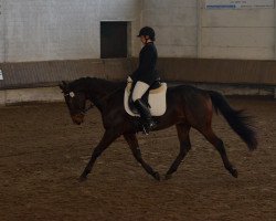 Dressurpferd Kamyk (Polnisches Warmblut, 2008, von Polonus)