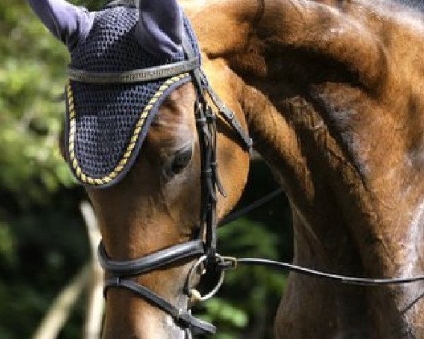 broodmare Hecate (Westphalian, 2002, from Heraldik xx)